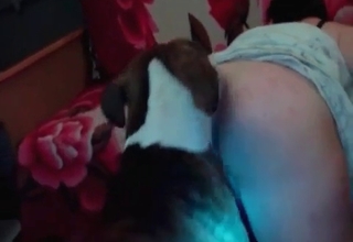 Careful doggy gives a sensual rimjob