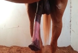 Stallion and a completely perverted zoophile