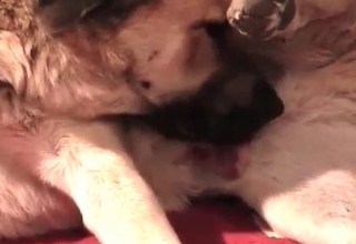 Bestial sex XXX with a horny as fuck dog