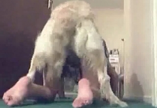 Bride banged hardly by her own puppy