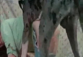 Sweet doggy and a cheating wife zoophile