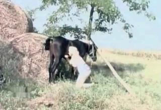 Outdoor oral sex with a black pony