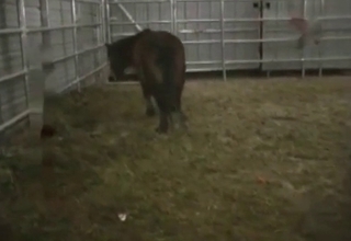 Barn bestiality action with a sexy animal