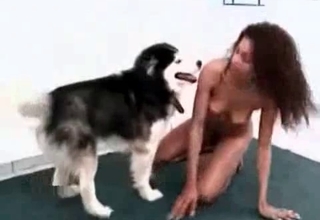 Trained husky bangs with passion
