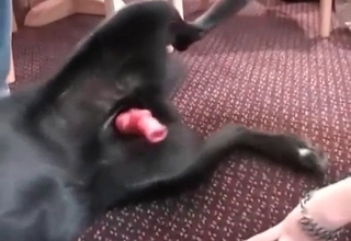 Doggy with horny dick gets a perfect blowjob