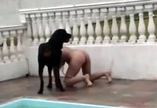 Black dog in the sweet outdoor animality