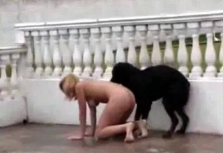 Black dog in the sweet outdoor animality