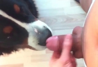 Dog licks a dick of my husband