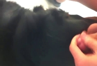 Dog licks a dick of my husband