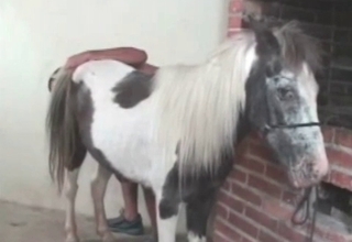 Impressive farm sex with a hot pony