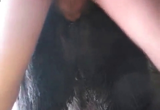 Barn sex action with a black stallion