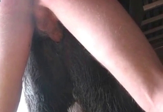 Barn sex action with a black stallion
