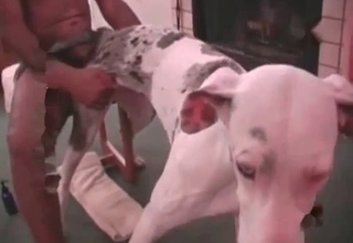 Dog is trying anal sex in amateur animality