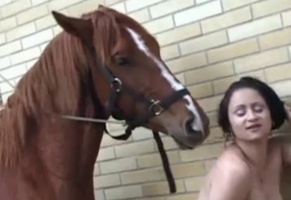 Stallion in the awesome bestiality XXX