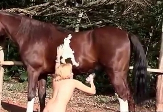 Horse gets nicely sucked by a young bitch