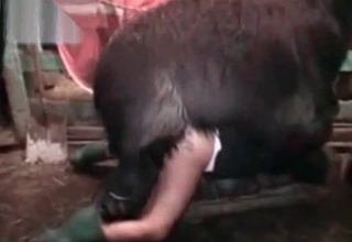 Lama impaled sexy zoophile from behind