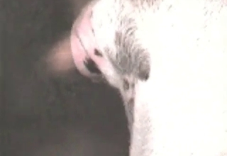 Stunning animal sex shot in close up angle