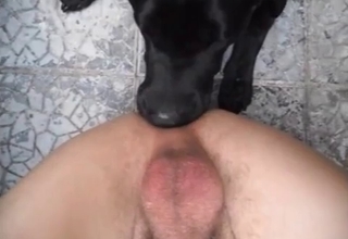 Black dog nicely licks a small dick