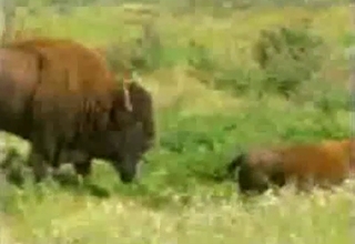 Buffalo banging in the nature, zoo XXX