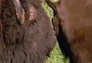 Buffalo banging in the nature, zoo XXX