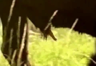 Buffalo banging in the nature, zoo XXX