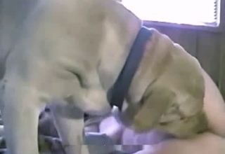Intense pussy blasting with a horny dog