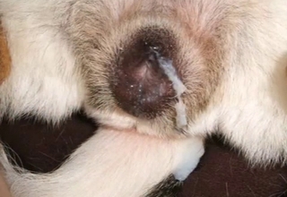 Compilation of cute pics (dog fucking)