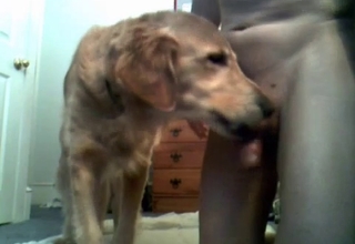 Kinky dog licking this dude's hot cock