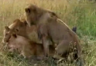 Tigers and lions enjoying raw fucking