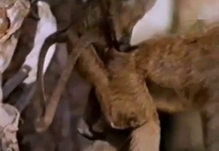 Two monkeys enjoying monkey fucking