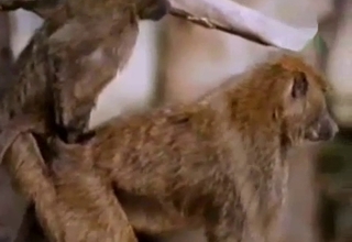 Two monkeys enjoying monkey fucking