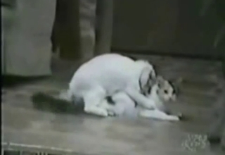 Dog fucks another dog so hard that it barfs