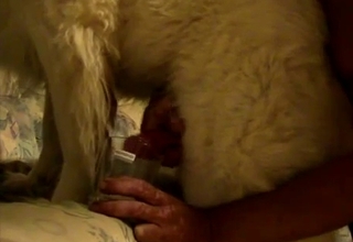 Guy jerks a dog off into the glass