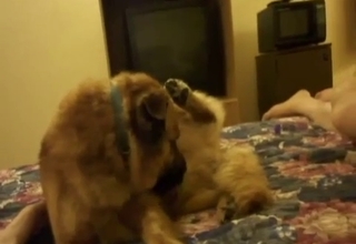 Close-up showcase of a beautiful dog dick