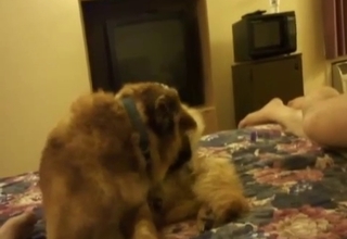 Close-up showcase of a beautiful dog dick