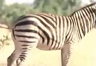 Two majestic zebras fucking each other