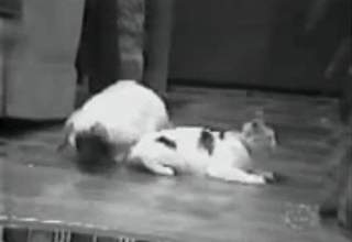 Rabid rabbit tries to fuck a kinky cat