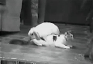 Rabid rabbit tries to fuck a kinky cat
