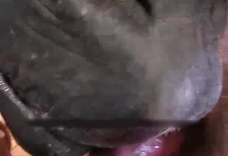 Dude face-fucking a horse, he's brave