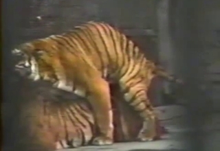 Tiger tenderizing its spouse's pussy