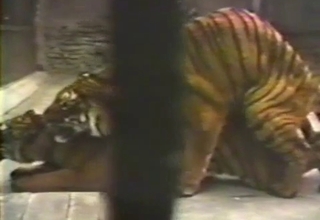 Tiger tenderizing its spouse's pussy