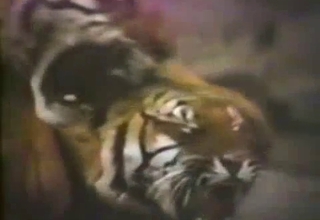 Tiger tenderizing its spouse's pussy
