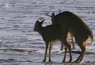 Oh deer, watch a deer fuck its prey