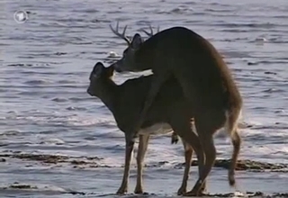 Oh deer, watch a deer fuck its prey