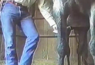 Bestiality video featuring a hung horse