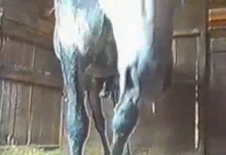 Bestiality video featuring a hung horse