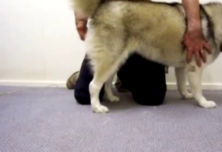 Chubby dog gets fingered by a hot guy