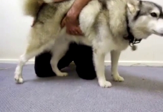 Chubby dog gets fingered by a hot guy