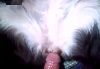 Dripping animal cunt gets gaped here