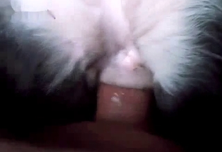 Dripping animal cunt gets gaped here